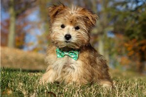 Elmo - puppy for sale