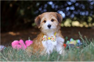Ennis - puppy for sale