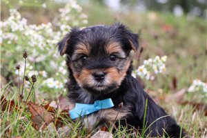 Pauly - puppy for sale