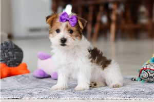 Adeline - puppy for sale