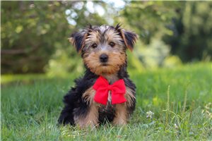 Fred - Morkie / Yorktese for sale
