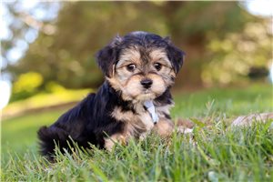Nedd - puppy for sale