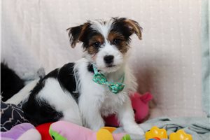 Willis - puppy for sale