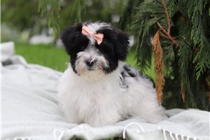 Amy - puppy for sale