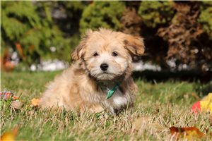 Logan - puppy for sale