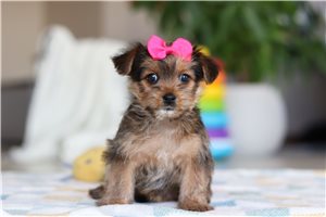 Zola - Morkie / Yorktese for sale