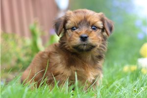 Carter - puppy for sale