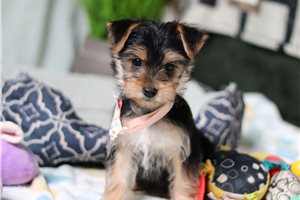 Scoria - puppy for sale