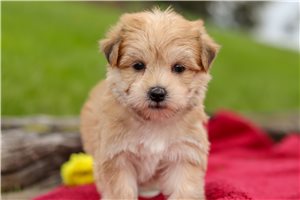 Canary - puppy for sale