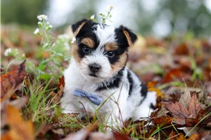 Pongo - puppy for sale