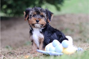 Malachite - puppy for sale