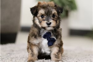 Blake - Morkie / Yorktese for sale