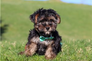 Baxter - puppy for sale