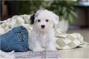Vincent - puppy for sale