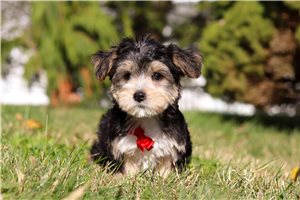 Neeson - puppy for sale
