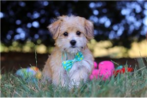 Ewok - puppy for sale