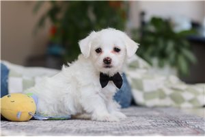 Tucker - Morkie / Yorktese for sale