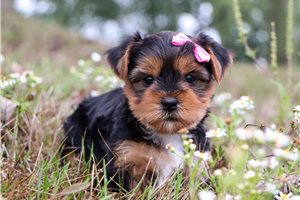 Persephone - puppy for sale