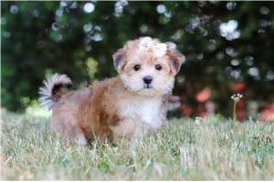 Georgia - Morkie / Yorktese for sale