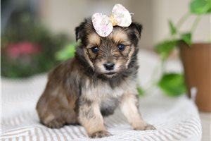 Bella - Morkie / Yorktese for sale