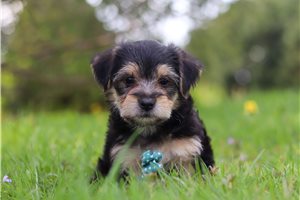 Jinx - puppy for sale