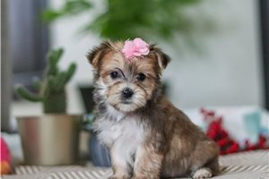 Kaitlin - puppy for sale