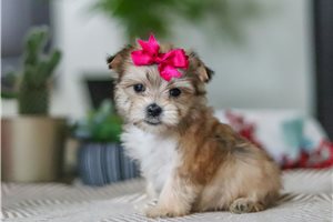 Kenzie - puppy for sale