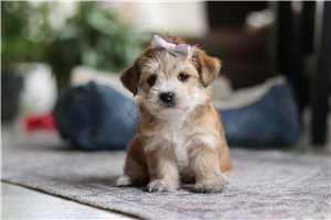 Sarah - Morkie / Yorktese for sale
