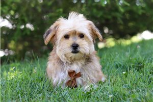 Charles - Morkie / Yorktese for sale
