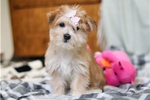 Faye - puppy for sale