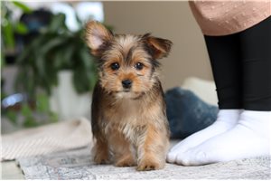 Zola - puppy for sale