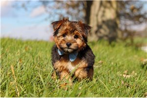Natoya - puppy for sale