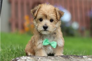 Jethro - puppy for sale