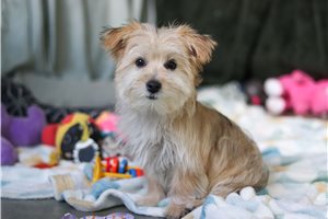 Florence - puppy for sale