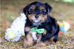 Chad - puppy for sale