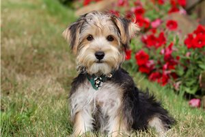 Cole - puppy for sale