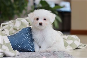 Veronica - puppy for sale