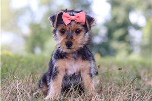 Doris - puppy for sale