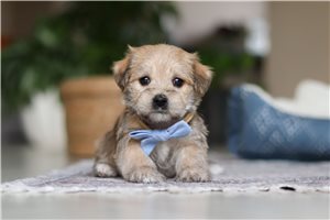 Sage - puppy for sale