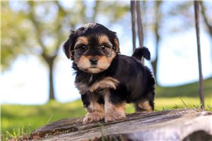 Natalie - puppy for sale
