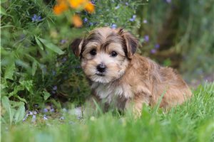 James - puppy for sale
