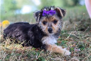 Delia - puppy for sale