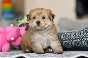 Aria - puppy for sale