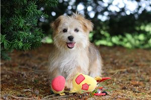Chase - Morkie / Yorktese for sale