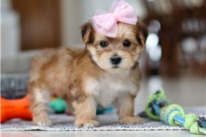 Francesca - puppy for sale