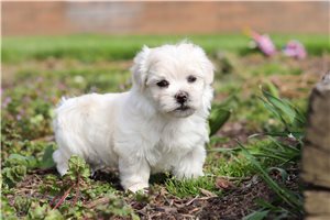 Donna, a Morkie / Yorktese placed with a Pawrade family