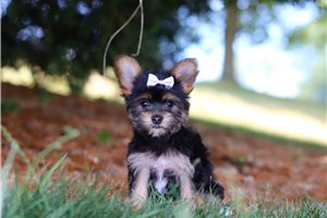 Wilma - puppy for sale