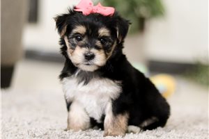 Riesling - puppy for sale