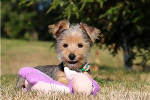 Derek - puppy for sale