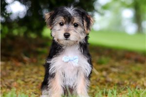 Roman - puppy for sale